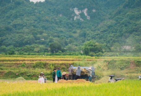 Rainwater Harvesting - Thu hoạch lúa ở Việt Nam - rice harvest in Vietnam